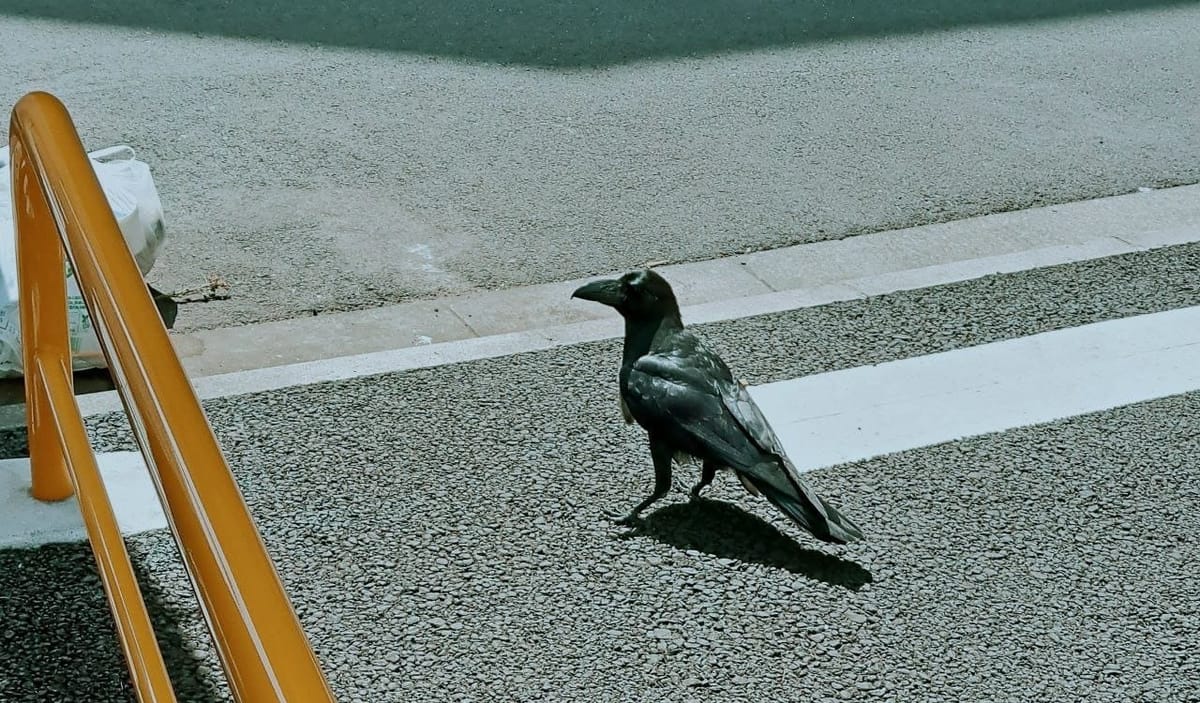 soon we'll return to the disco